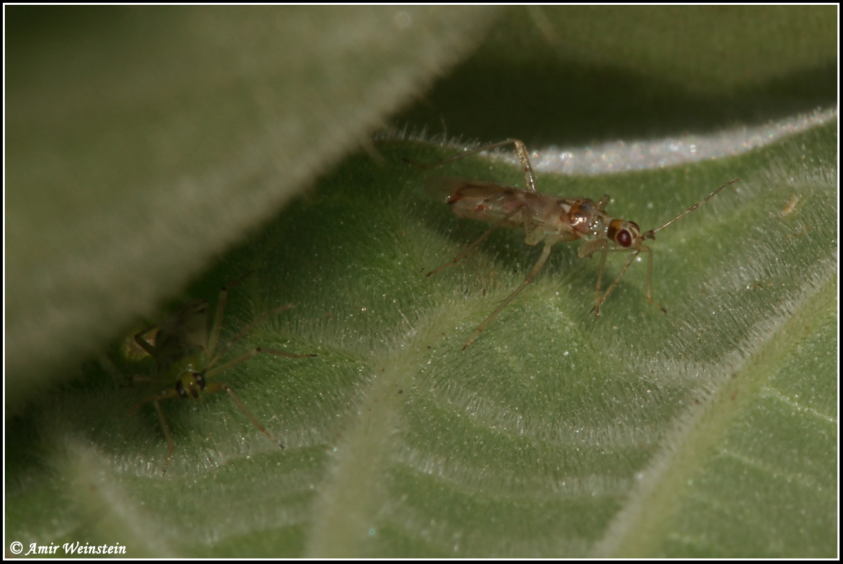 Miridae: Nesidiocoris tenuis in Israele